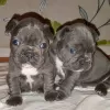 Photo №1. french bulldog - for sale in the city of Birkirkara | 634$ | Announcement № 85903