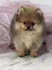 Photo №1. pomeranian - for sale in the city of Сомбор | negotiated | Announcement № 118943