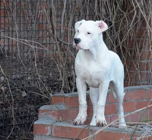 Photo №3. Great Dane of Argentina. Russian Federation