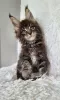 Photo №1. maine coon - for sale in the city of Антверпен | 211$ | Announcement № 125212