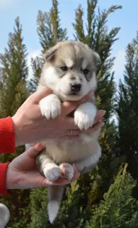 Additional photos: Siberian Husky puppies are offered to reserve