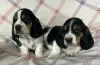 Photo №4. I will sell basset hound in the city of Rosenheim.  - price - 471$