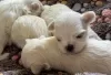 Photo №2 to announcement № 107198 for the sale of maltese dog - buy in United States 