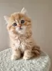 Photo №4. I will sell scottish fold in the city of Permian. from nursery - price - 260$