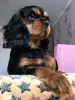 Photo №1. cavalier king charles spaniel - for sale in the city of Kaluga | 1302$ | Announcement № 39196