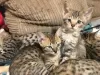 Additional photos: Vaccinated Savannah Kittens with Pedigree for sale with safe home delivery