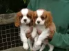 Photo №3. Cavalier King Charles puppies for Sale. Germany