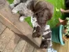 Additional photos: German Shorthaired Pointer Puppies for sale