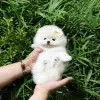 Photo №2 to announcement № 128792 for the sale of pomeranian - buy in Germany private announcement