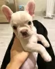 Photo №1. french bulldog - for sale in the city of Texas City | 750$ | Announcement № 87222