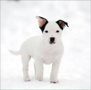 Photo №3. St. Petersburg. Puppies Jack Russell Terrier. Russian Federation