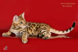 Additional photos: Bengal cat