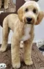 Photo №4. I will sell labradoodle in the city of Kovilj. breeder - price - negotiated