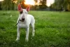 Additional photos: Sale of standard bull terrier puppies