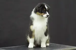 Photo №3. Australian Shepherd (Aussie) Puppy. Russian Federation