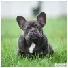 Photo №1. french bulldog - for sale in the city of Москва | 1350$ | Announcement № 11920