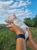 Additional photos: Miniature Bull Terrier FCI