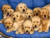 Photo №1. golden retriever - for sale in the city of Los Angeles | 300$ | Announcement № 46532