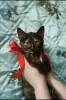 Photo №2 to announcement № 93611 for the sale of domestic cat - buy in Belarus private announcement