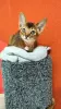 Photo №3. Elite Abyssinian kittens. Russian Federation