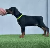 Additional photos: Doberman puppies