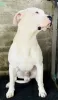 Additional photos: dogo argentino