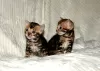 Photo №1. bengal cat - for sale in the city of Woltersdorf | 300$ | Announcement № 107896