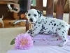 Photo №1. dalmatian dog - for sale in the city of London | 423$ | Announcement № 56564