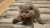 Additional photos: Scottish fold kitten