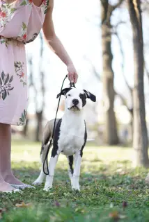 Photo №3. Available American Staffordshire Terrier puppies. Serbia