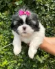 Photo №3. Beautiful male and female KC registered shih tzu pups. Poland