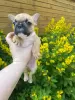 Photo №1. french bulldog - for sale in the city of Москва | 540$ | Announcement № 11232