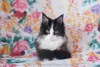 Photo №1. maine coon - for sale in the city of Ryazan | 333$ | Announcement № 7057