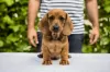 Additional photos: Standard dachshund puppies