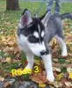 Photo №4. I will sell siberian husky in the city of Würzburg.  - price - 1057$