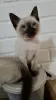 Photo №1. siamese cat - for sale in the city of Vienna | 317$ | Announcement № 88507