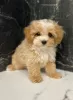 Photo №1. maltese dog - for sale in the city of Everton | 380$ | Announcement № 125484