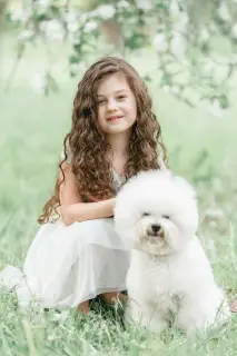 Photo №3. Bichon Frize puppies.. Belarus