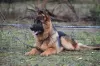 Photo №2 to announcement № 6495 for the sale of german shepherd - buy in Ukraine from nursery, breeder