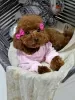 Additional photos: Apricot and red toy poodles