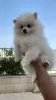 Photo №1. german spitz - for sale in the city of Tiberias | negotiated | Announcement № 62799