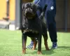 Additional photos: Rottweiler puppies, top litter