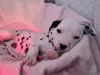 Photo №3. Beautiful Dalmatian puppies ready. Germany