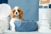 Photo №2 to announcement № 66105 for the sale of cavalier king charles spaniel - buy in Russian Federation from nursery