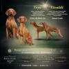 Additional photos: Puppies of the Hungarian Vizsla