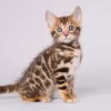 Photo №2 to announcement № 120773 for the sale of bengal cat - buy in Germany 