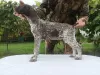 Photo №2 to announcement № 26352 for the sale of german shorthaired pointer - buy in Belarus private announcement, from nursery, breeder