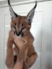 Additional photos: caracal and caracat kittens available