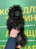 Photo №3. Gorgeous poodle puppy. Czech Republic