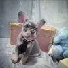 Photo №2 to announcement № 116927 for the sale of french bulldog - buy in Belgium private announcement, breeder